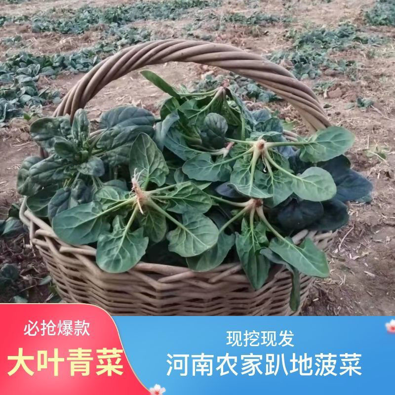 河南露天霜打矮杆趴地红根小菠菜当季新鲜现挖叶菜