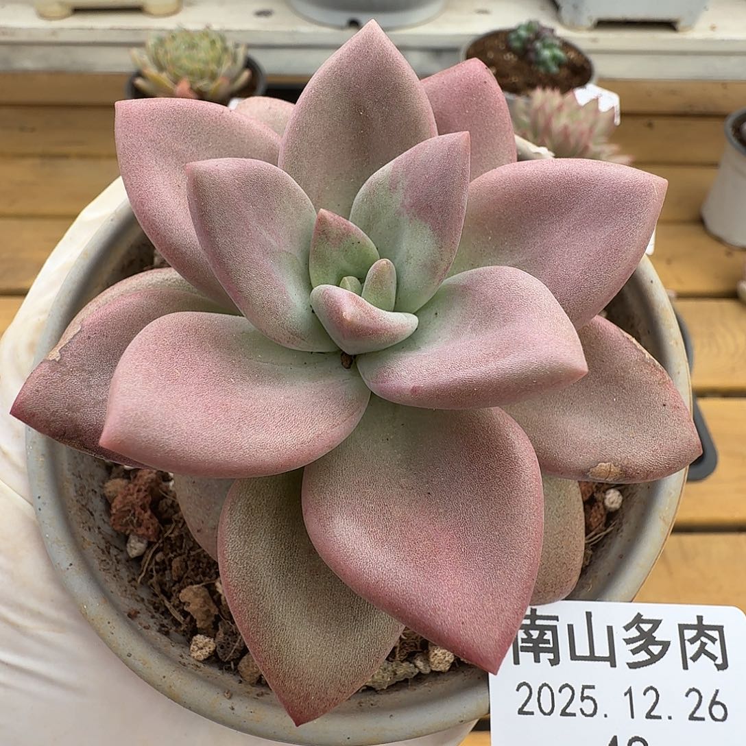 赫菲斯托1111226-48