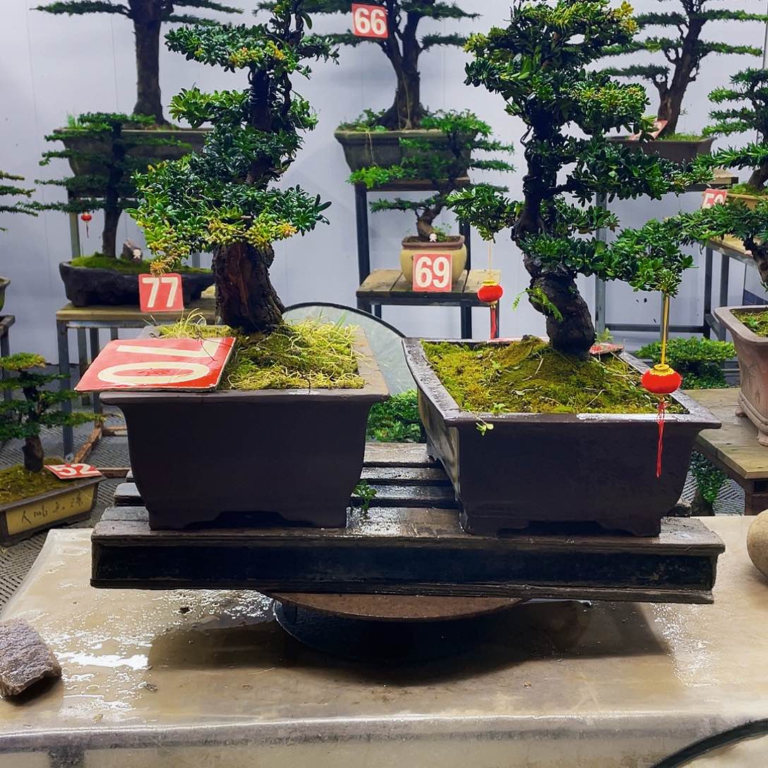 无花朵罗汉松红芽