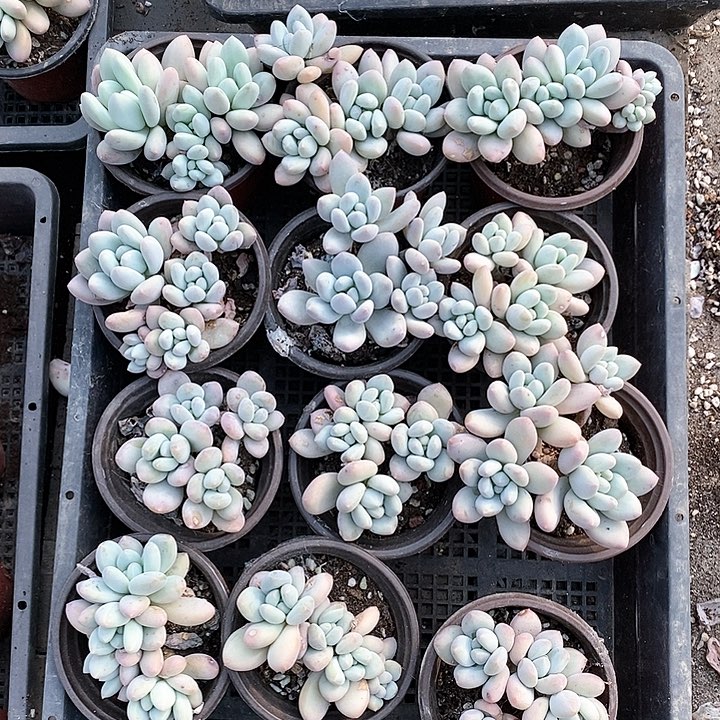 特价整筐12颗4头香水