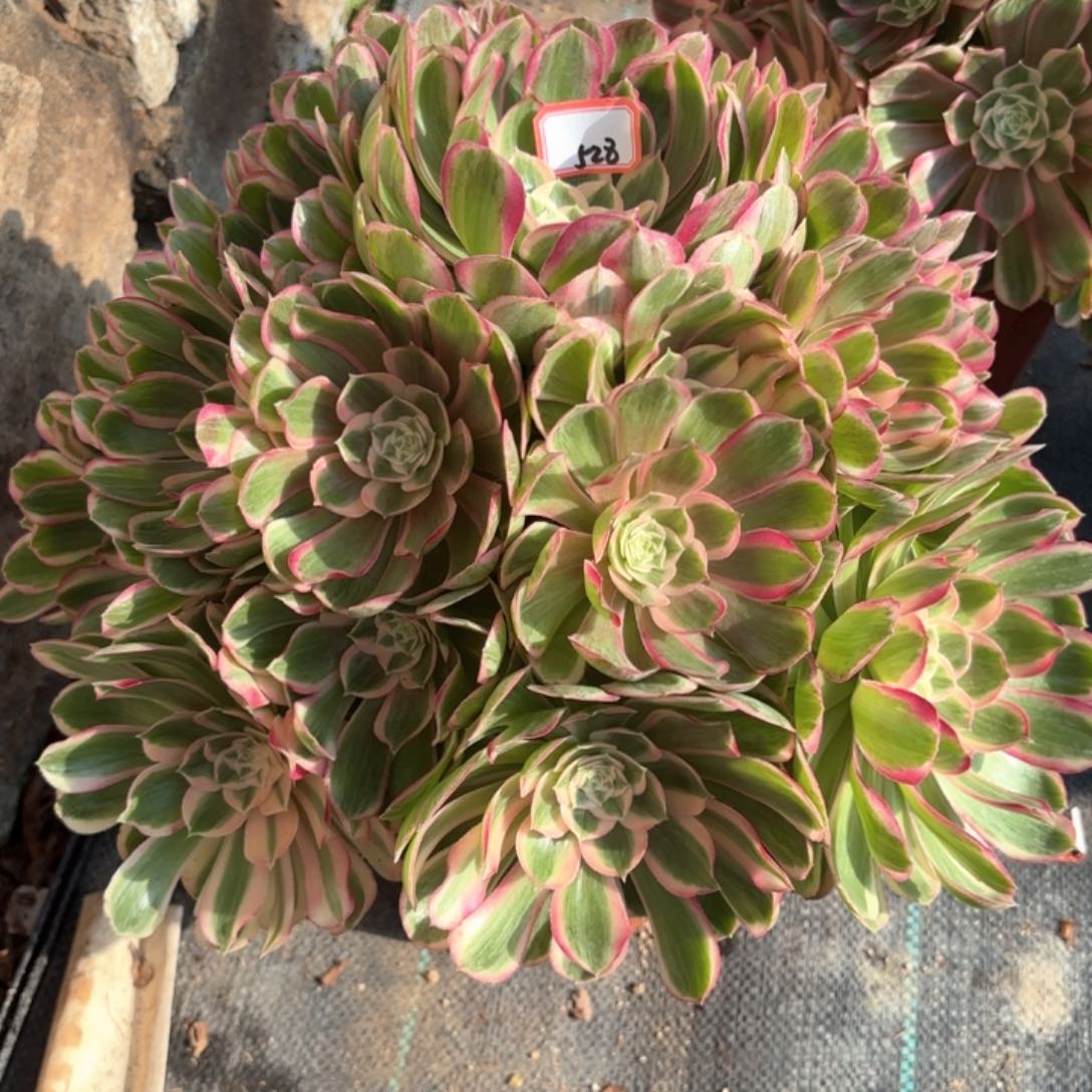 全部花朵528孔雀翎多肉植物