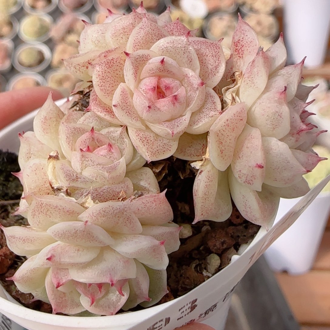 a***a花语多肉0104-193散魔仙