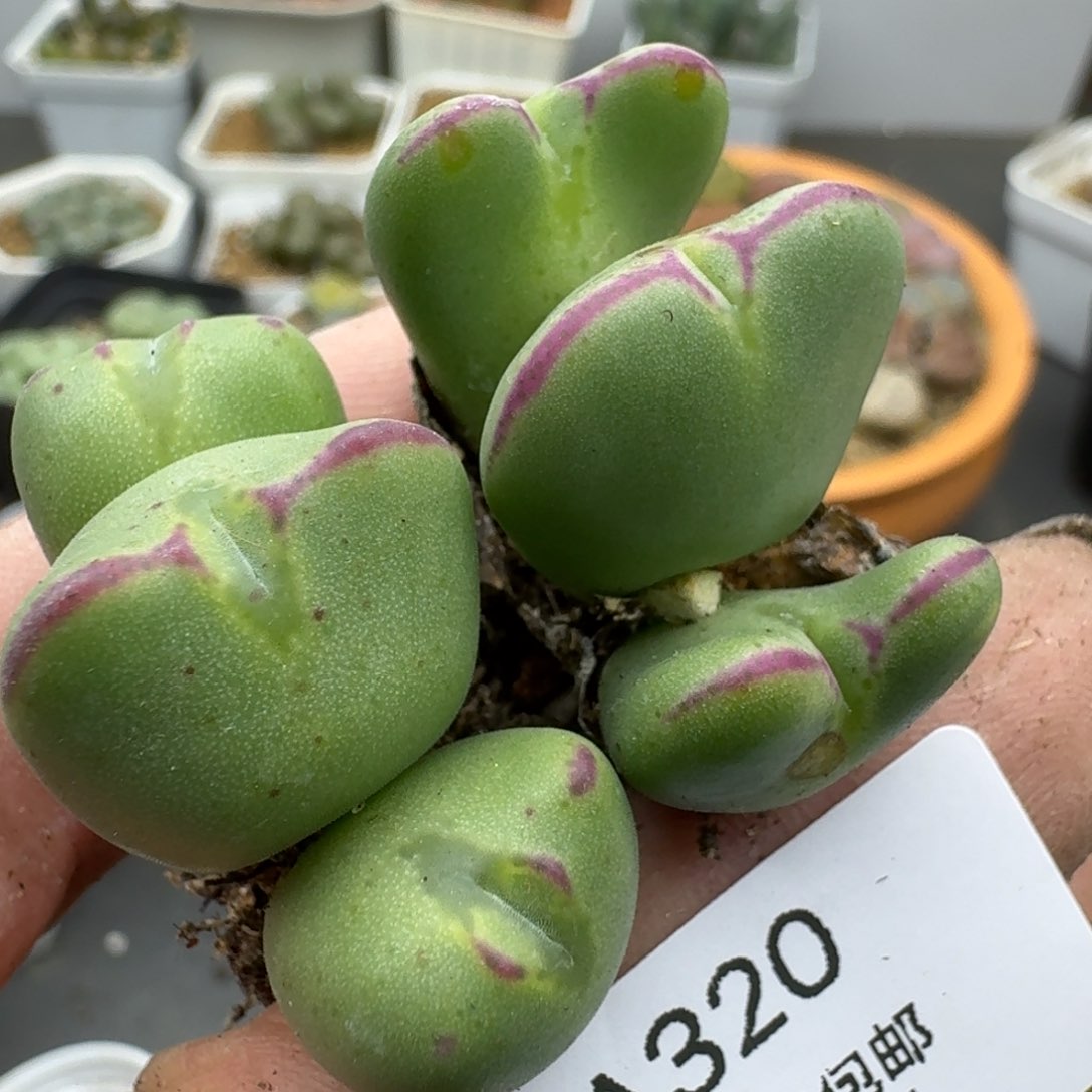 320多肉哈哈哈哈哈哈哈
