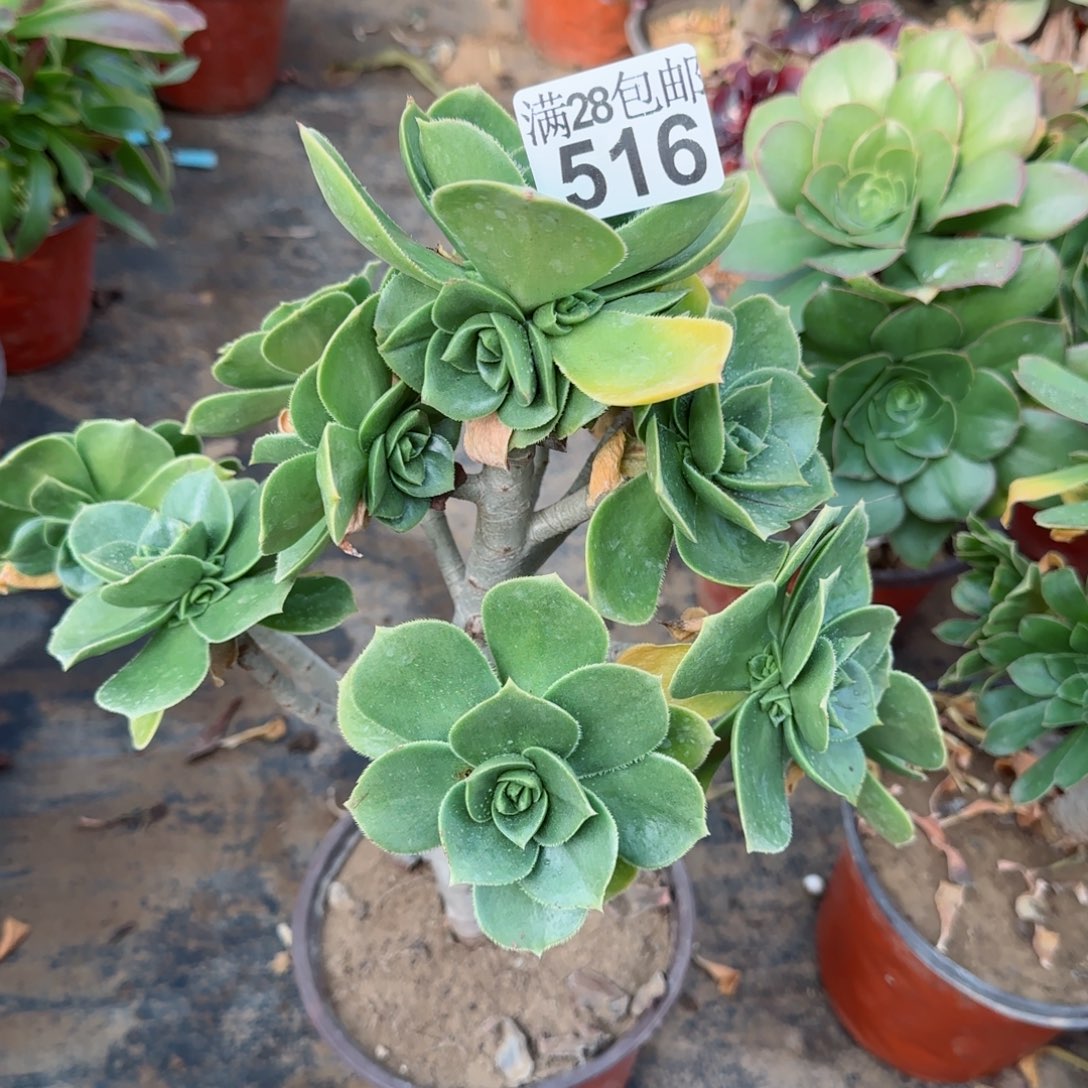 香腹多肉瑕疵516满28包邮断枝不包