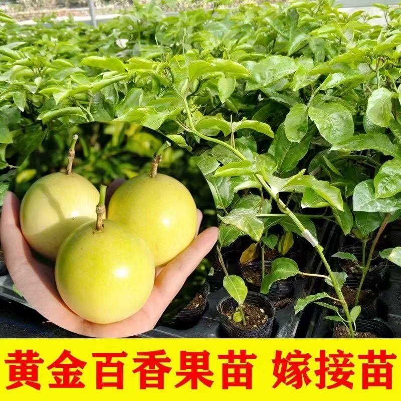广西纯甜钦密9号黄金百香果树苗嫁接苗爬藤超大超甜庭院盆栽地载