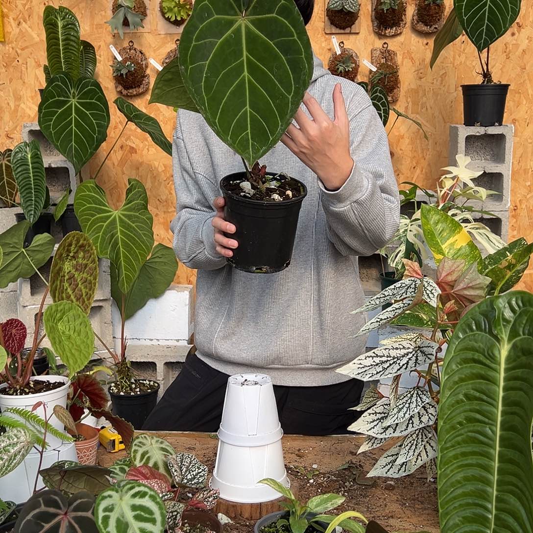 完全开放C01老桩花烛