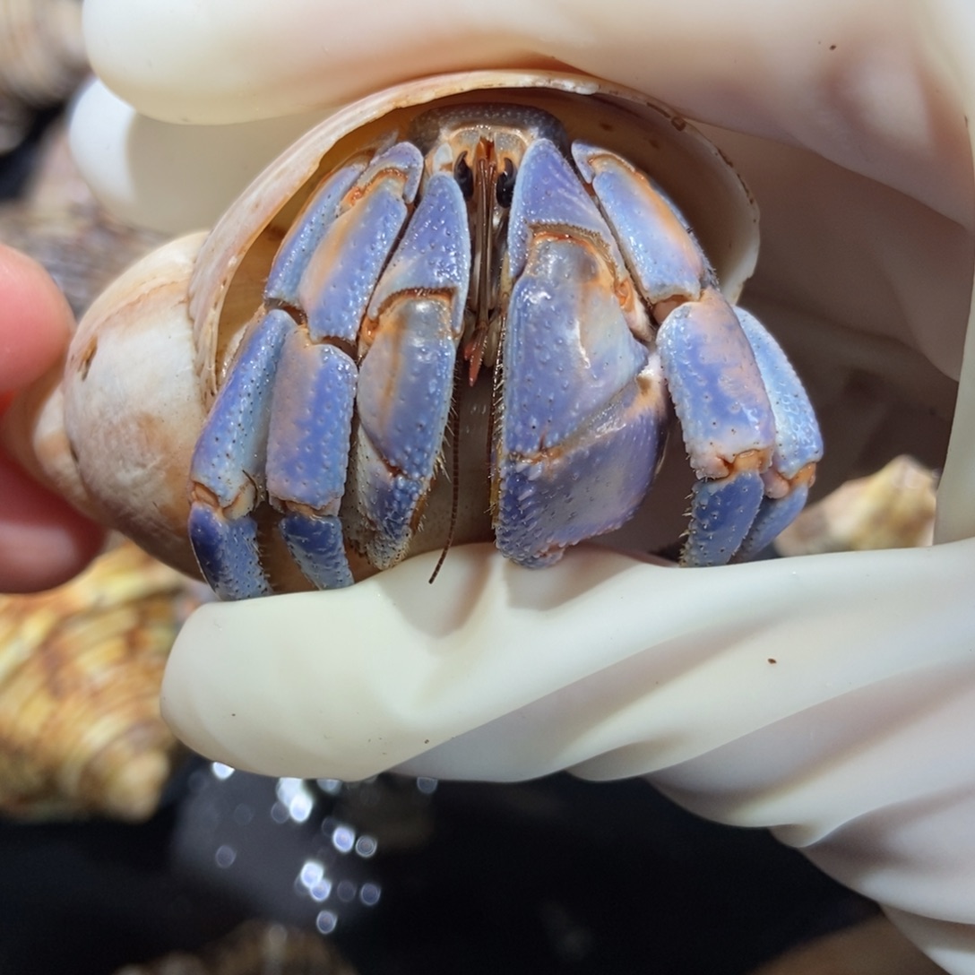 3.4口径紫陆不退不换