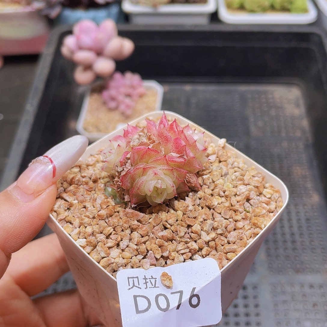 d76 精品多肉一物一拍