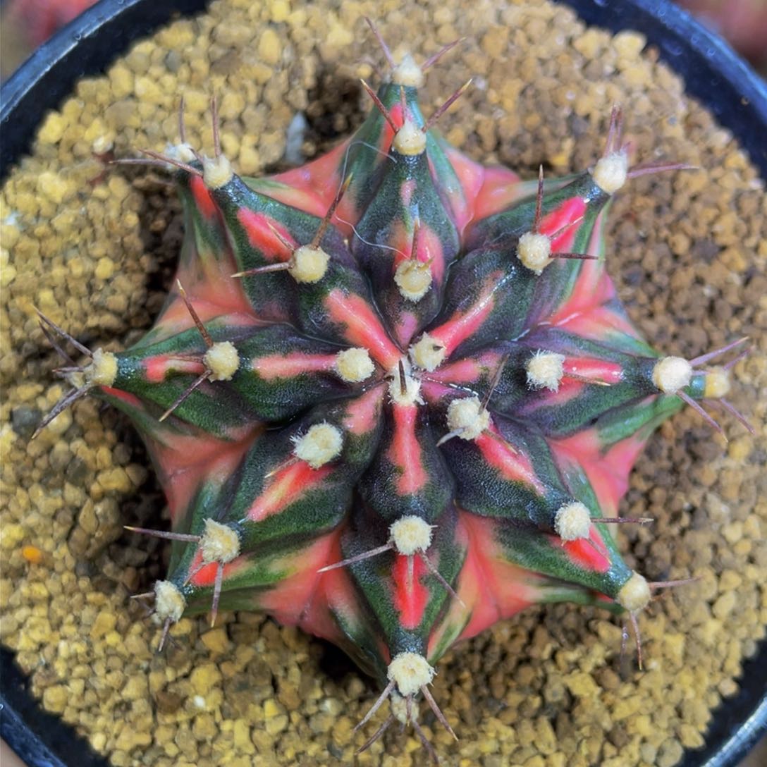 米哈星球0000000001023