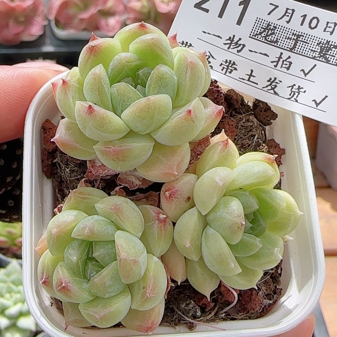 多肉0710-211樱花梦