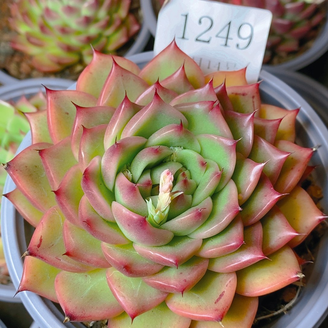 【闪购商品】云1249