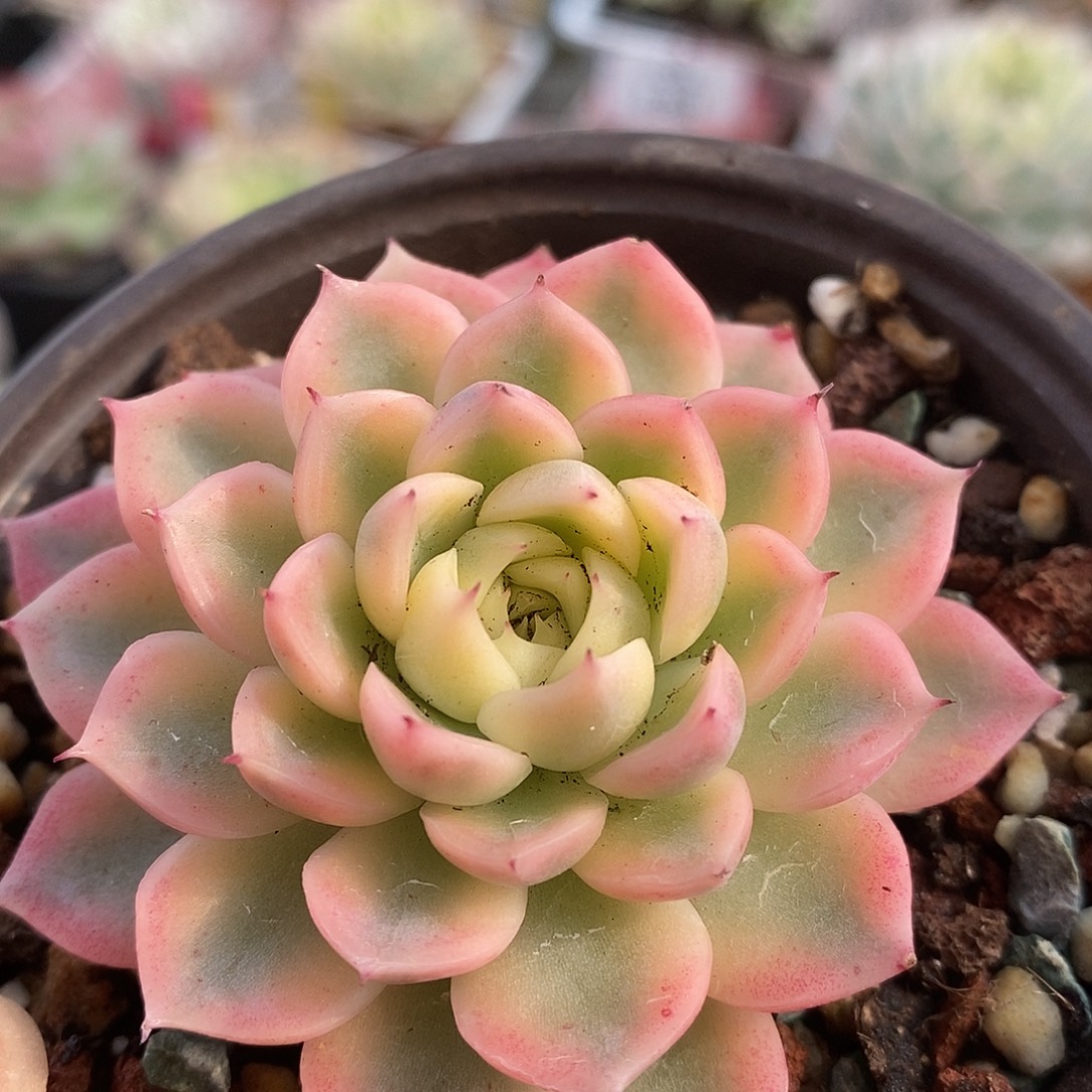 288纱罗姬杂哈哈哈哈哈