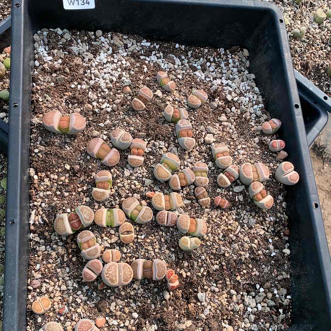 小**、W134多肉植物保护