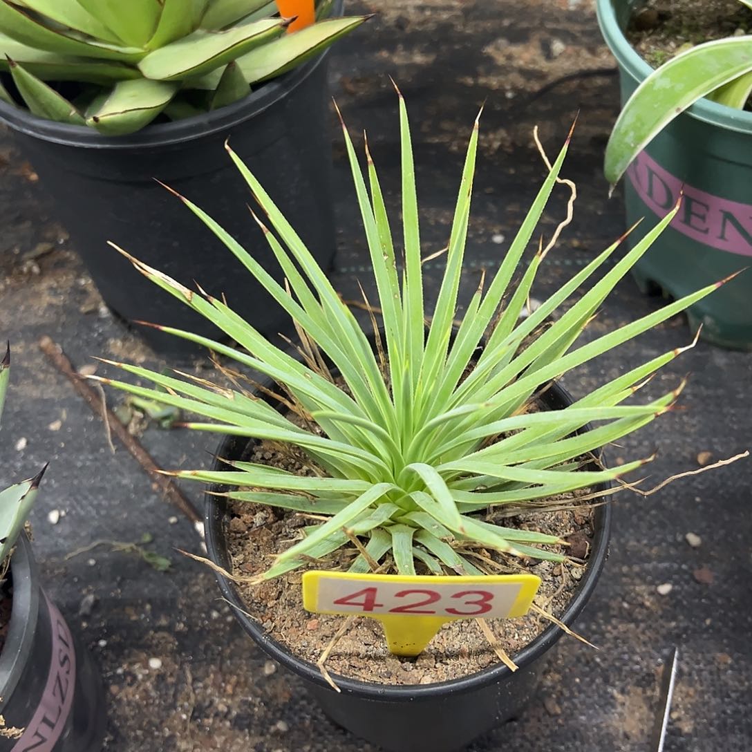 绿姬吹上龙舌兰系列