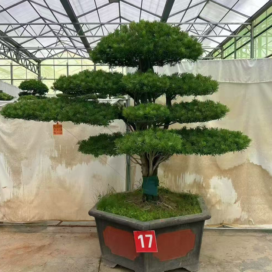 真树客厅造型植物最旺风水办公室盆栽庭院室内盆景盆景老桩盆景