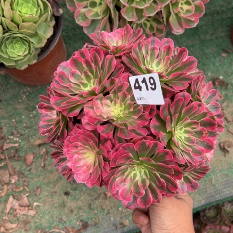 鱼***水419铜壶锦朵朵多肉，