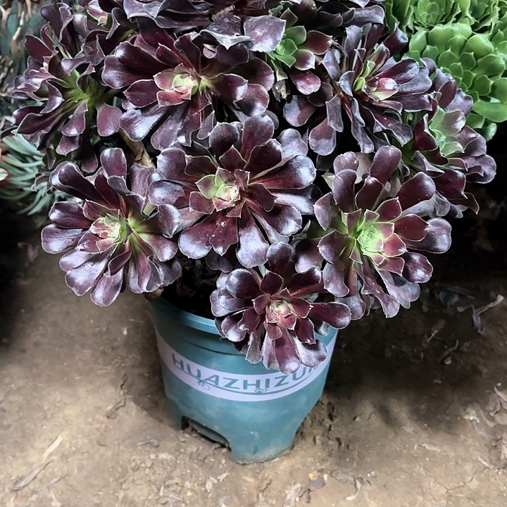 多肉植物欧若拉46