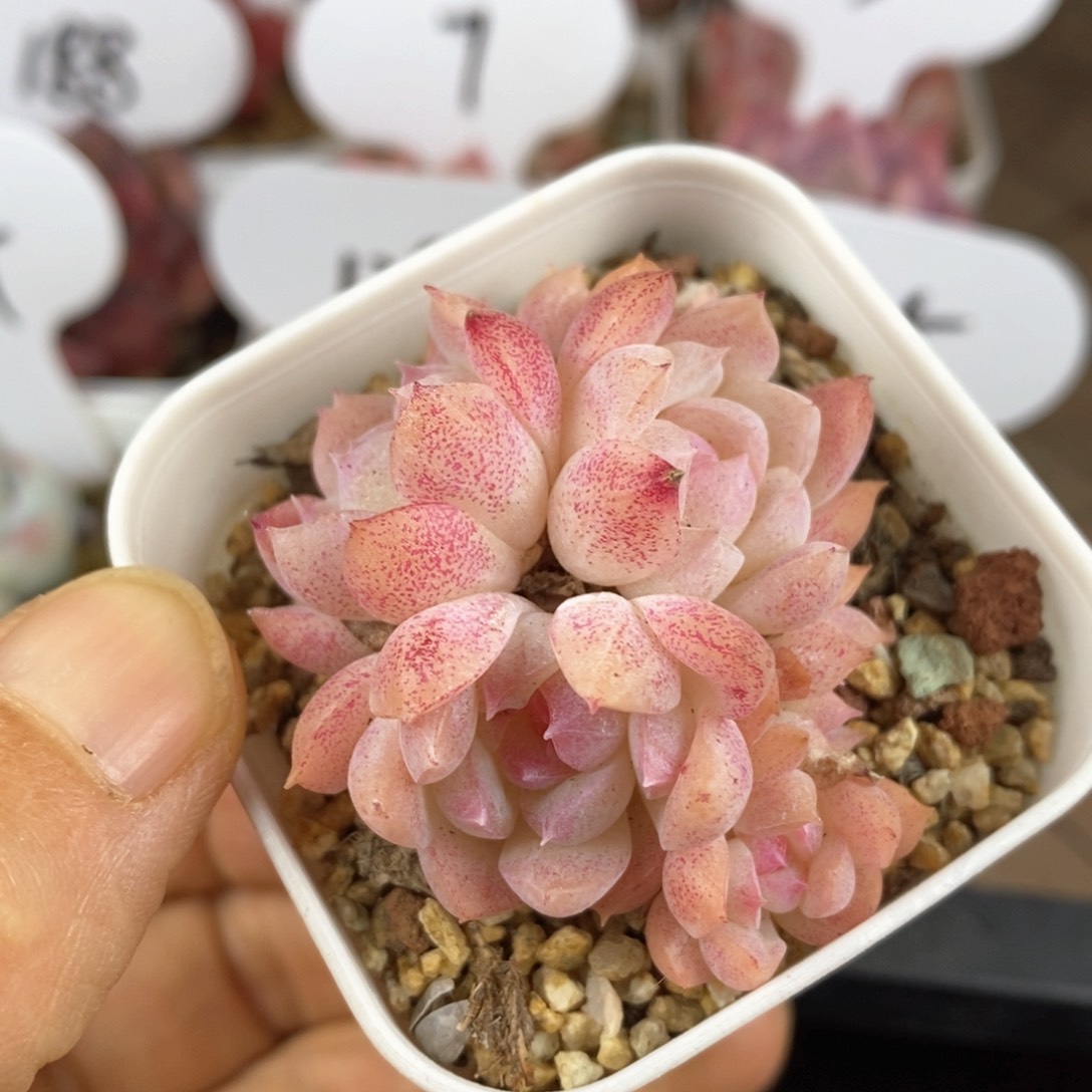 精品多肉一物一拍54