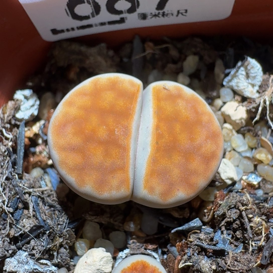 zzzz生石花肉锥687