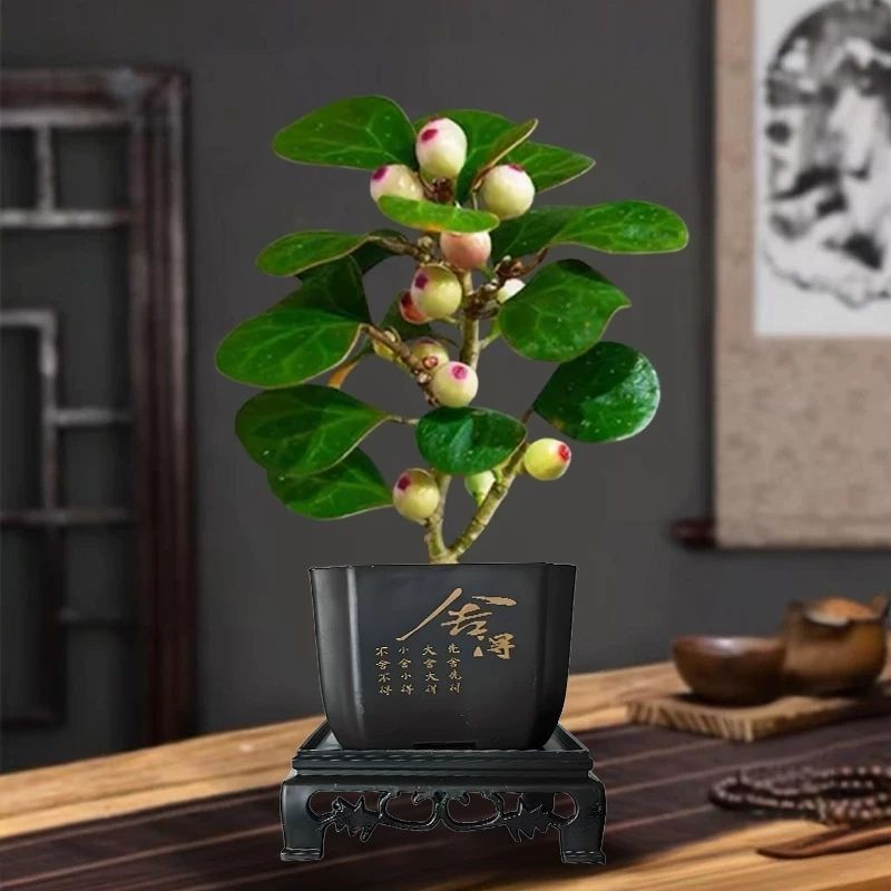 带果小盼菩提盆栽室内净化空气桌面盆景好养活绿植新中式植物