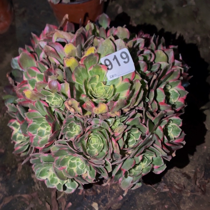 919粉海王多肉植物不售后