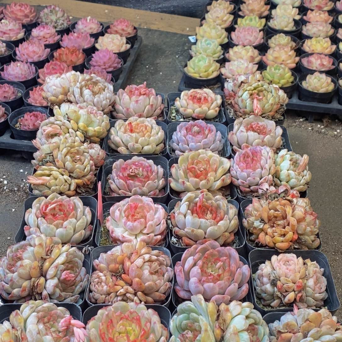 640多人受伤在这里等你回来