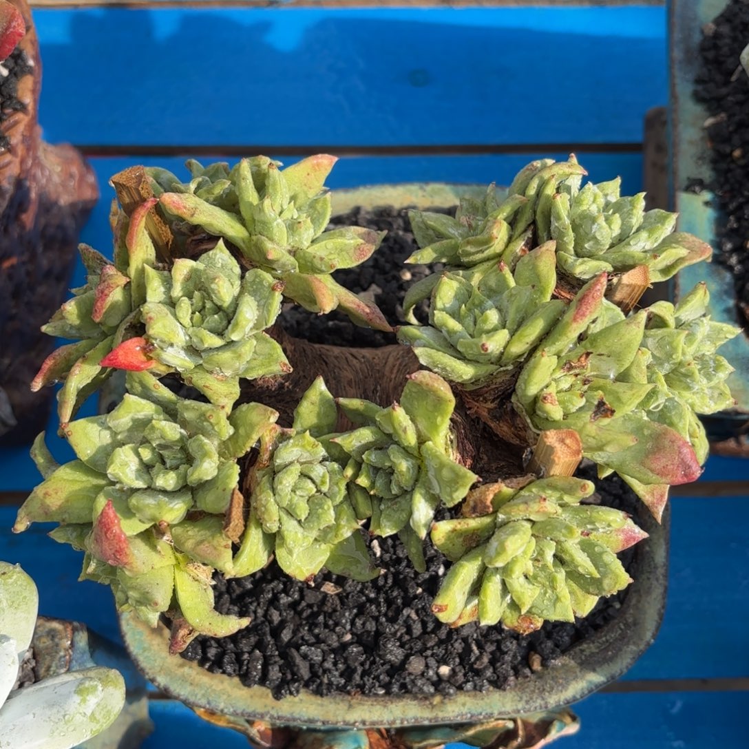 砍戴杂，仙女杯多肉