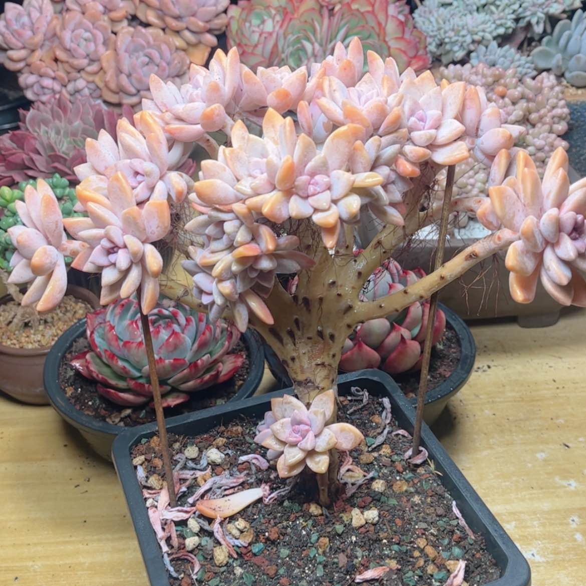 【闪购商品】646淡雪缀