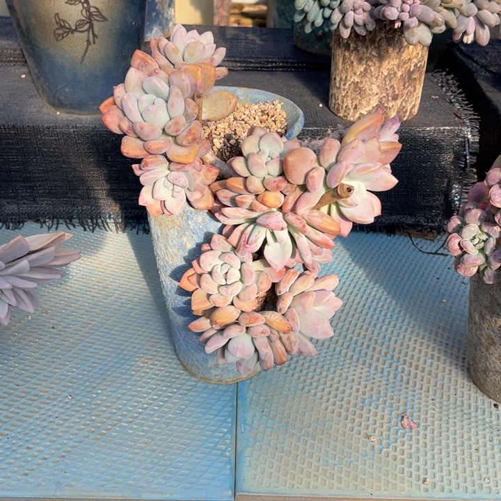 奥普悬崖老桩无砍