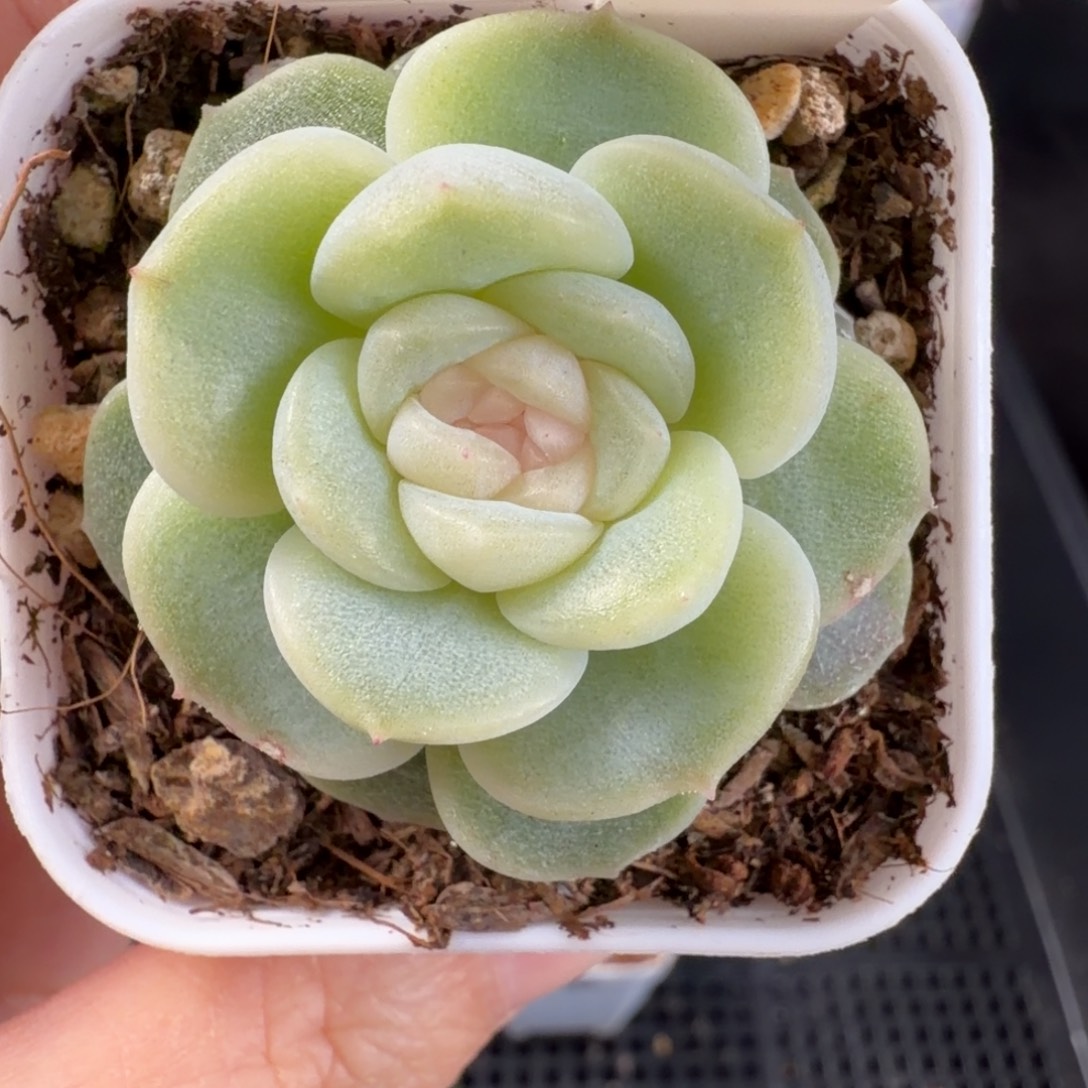 黄花花单头一颗116号