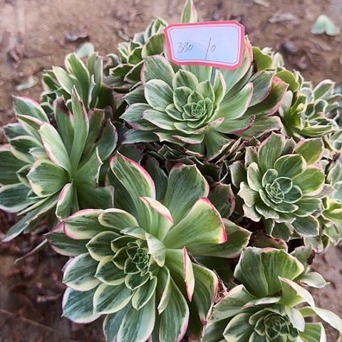 多肉植物水蜜桃330