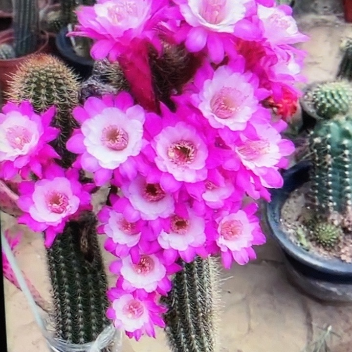 金妞奥拓23厘米起原盆土发货