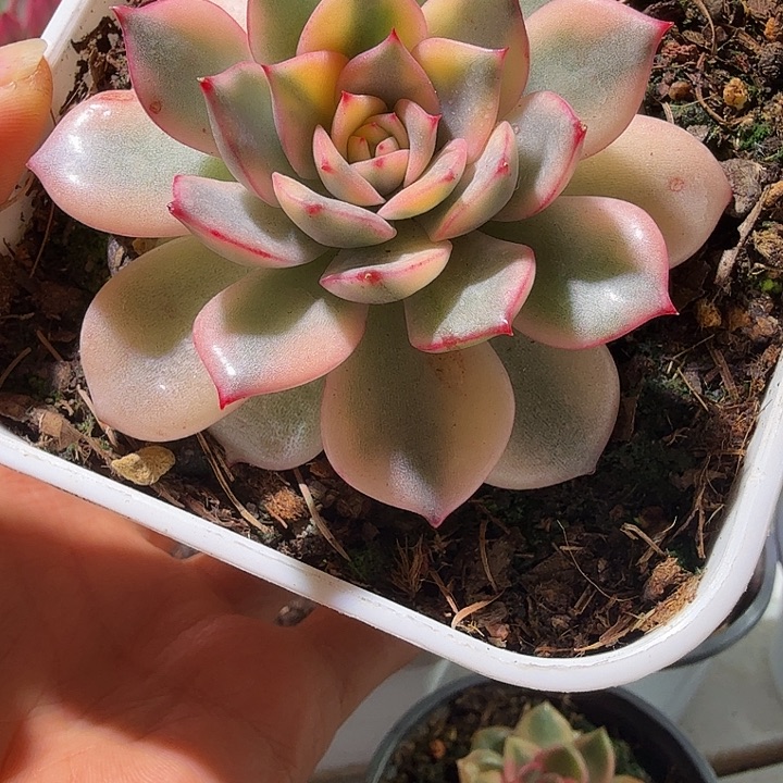 粉爱丽锦多肉植物