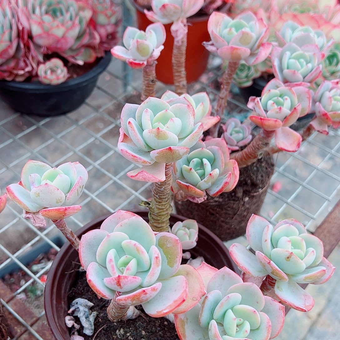 白月光多头群生精品特价