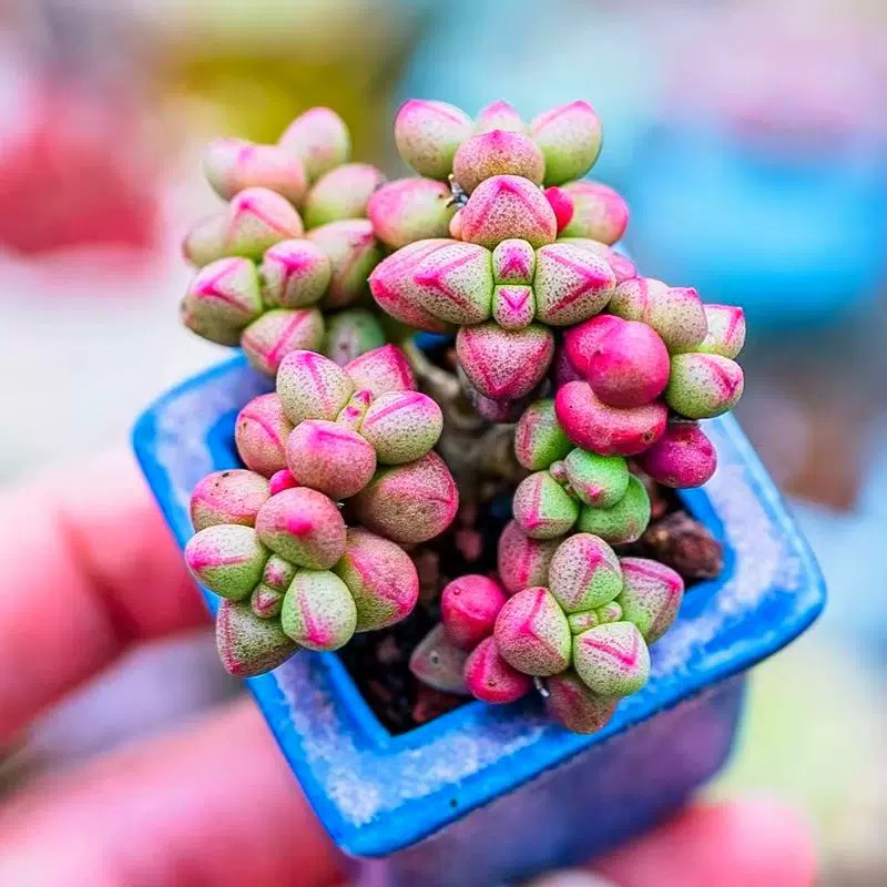 多肉植物紫光群生多肉精品可爱小萌物绿植盆栽