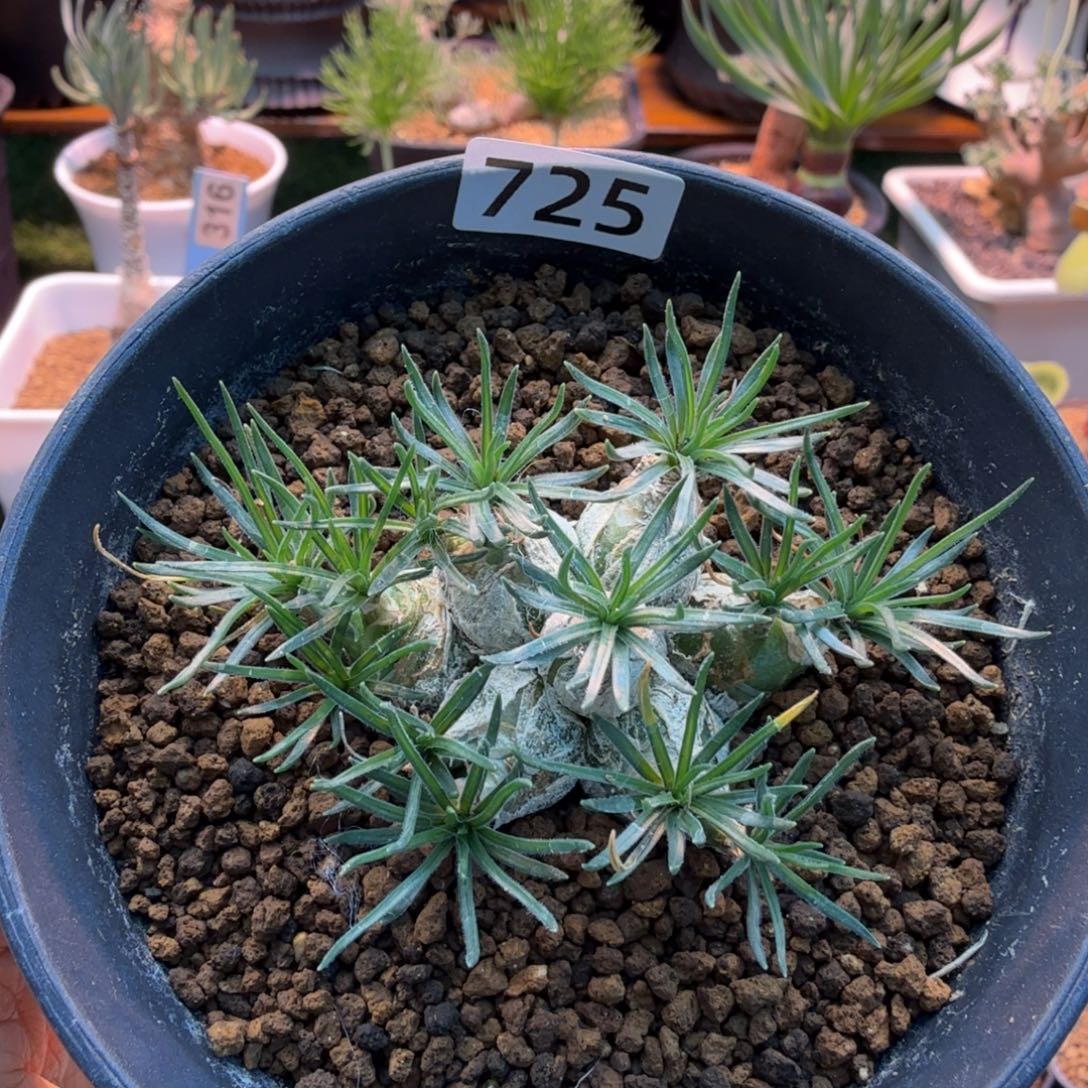 迷你海葱725 仙人球