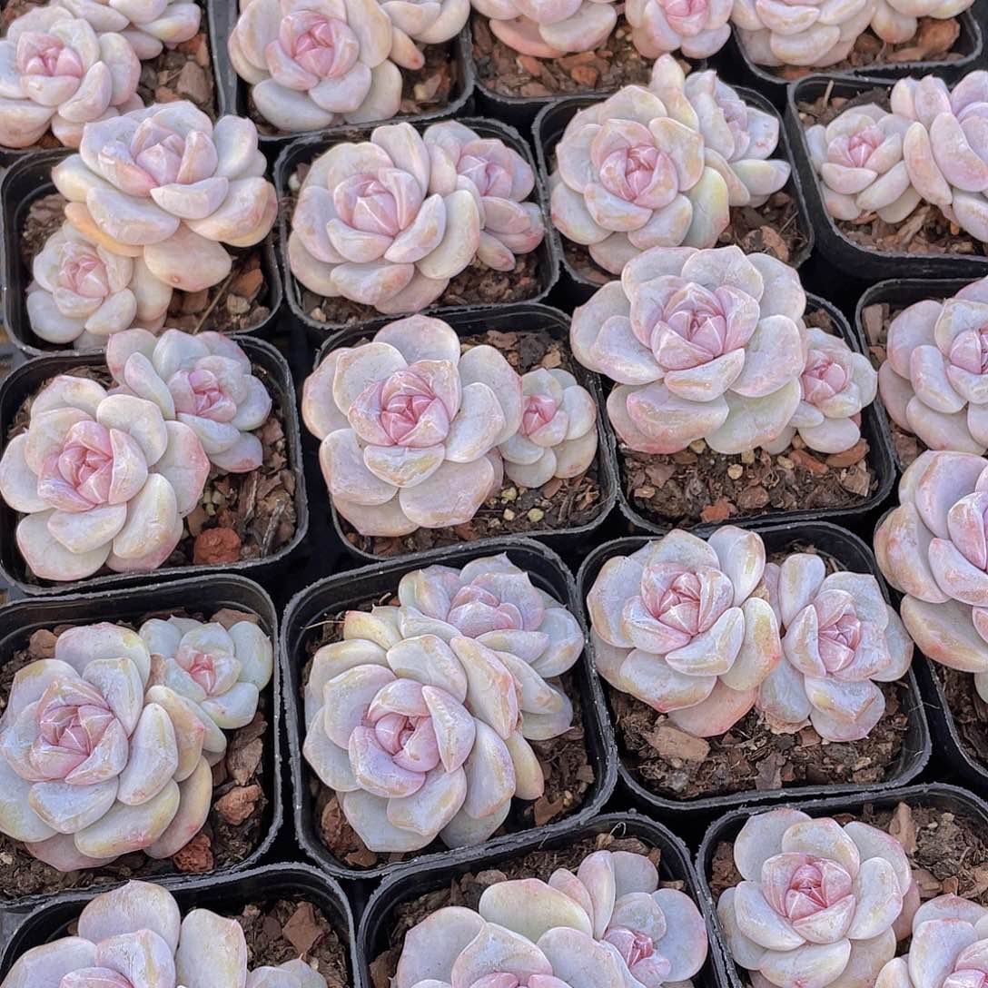 量拍105号 芋圆啵啵双头一个