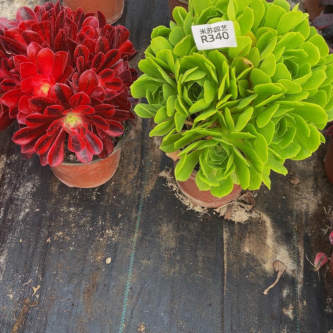 百****）340绿羊绒美杜莎脱土发货