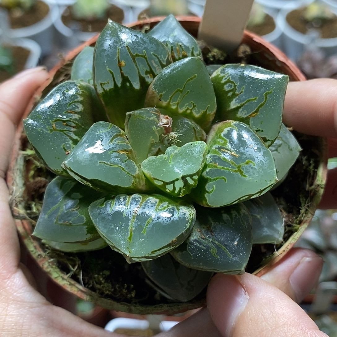 57绿焰哈哈哈哈哈哈哈