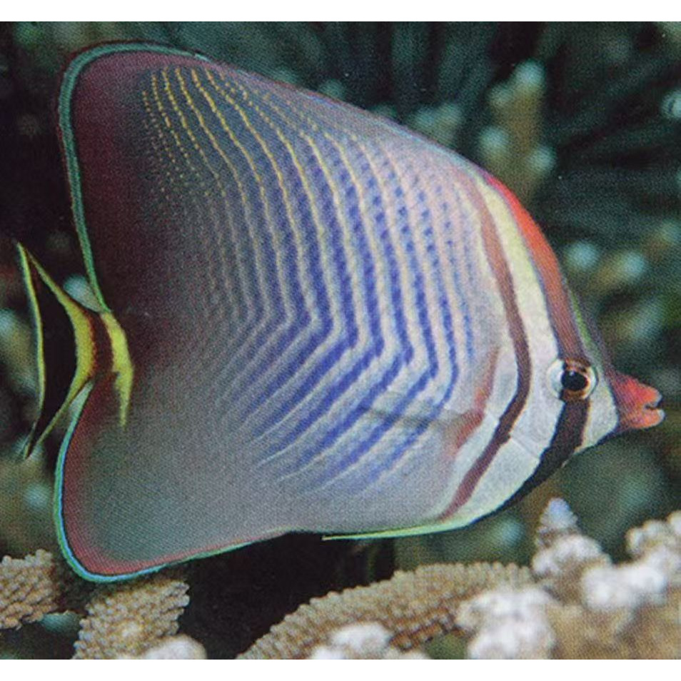 海水观赏鱼 天皇碟