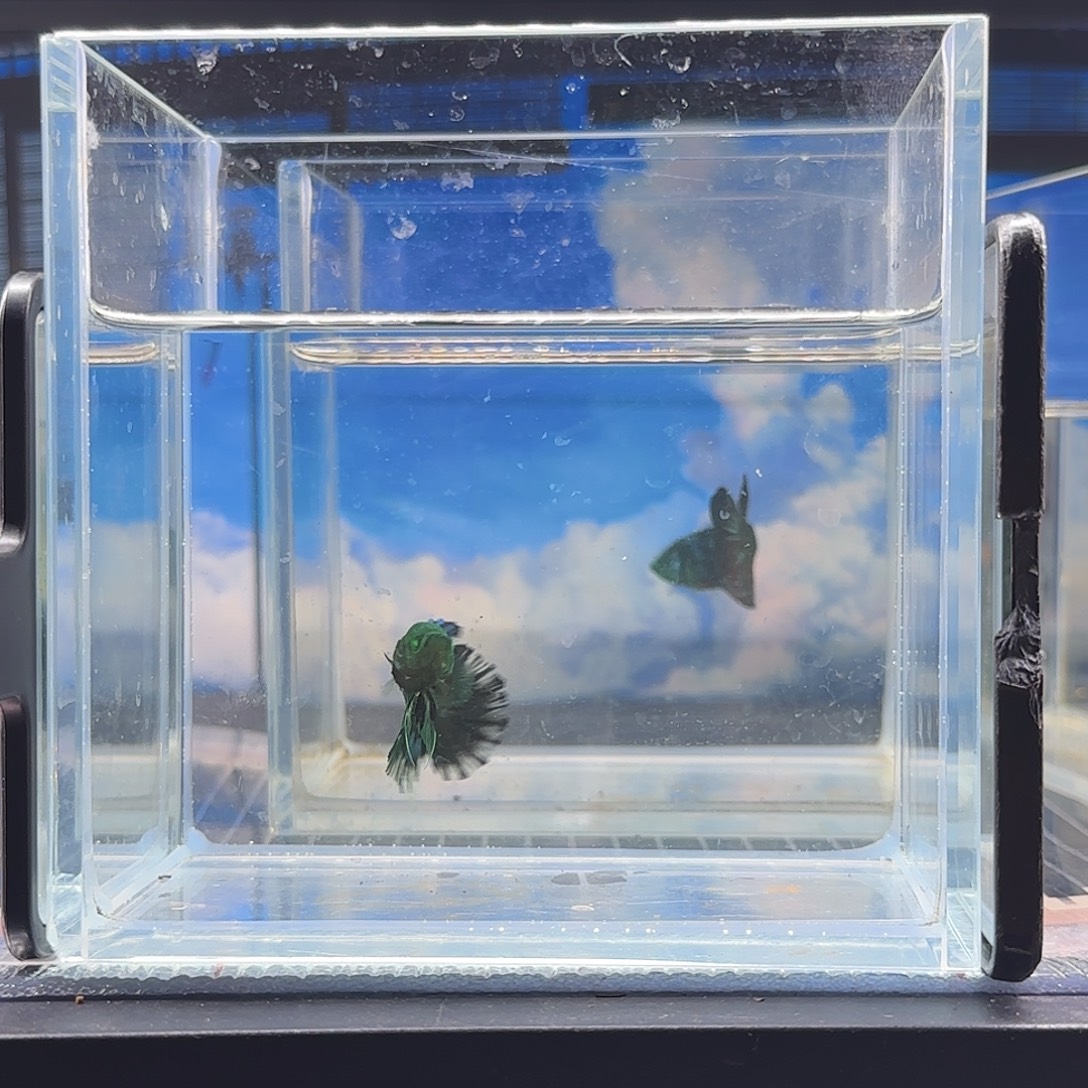 斗鱼精品斗鱼高品质vip齿轮绿魔