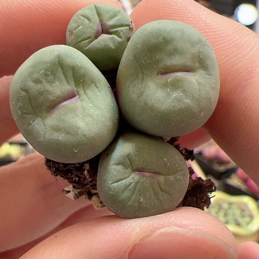 【闪购商品】308 红嘴