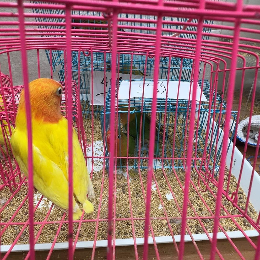 中***食桃脸牡丹鹦鹉微瑕一只包活3天