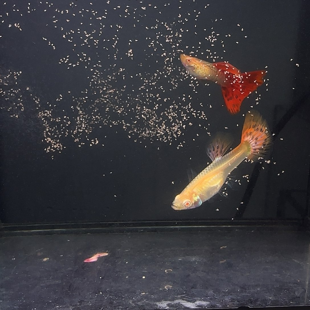 孔雀鱼蛇纹红尾一对