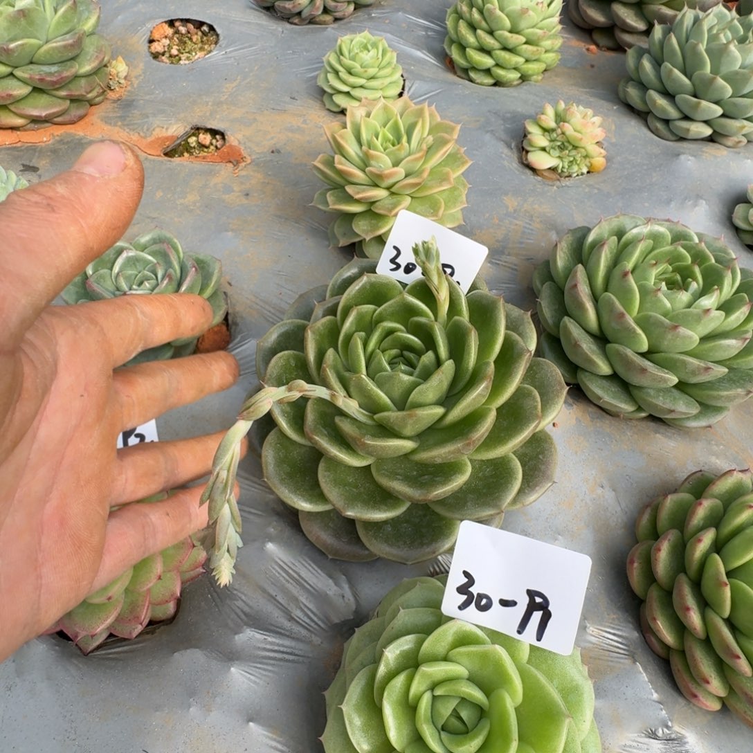 麦秆一颗一物一拍30-94