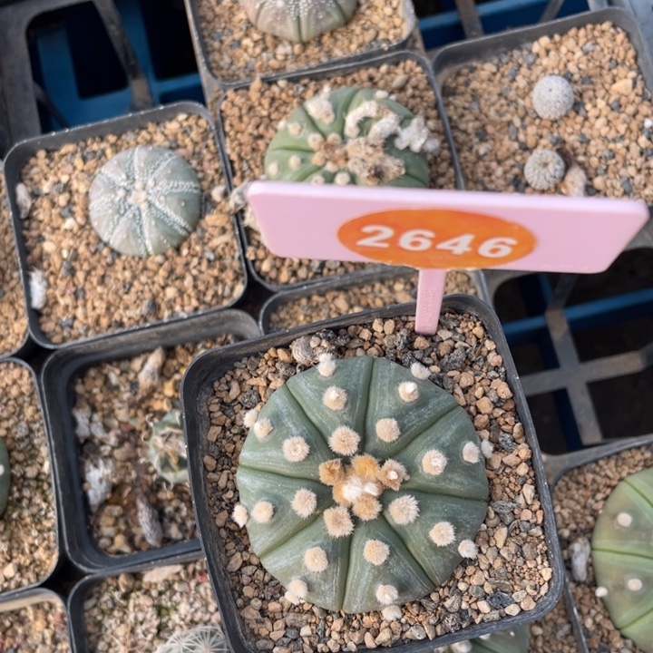 花***袁实生（兜2646000000