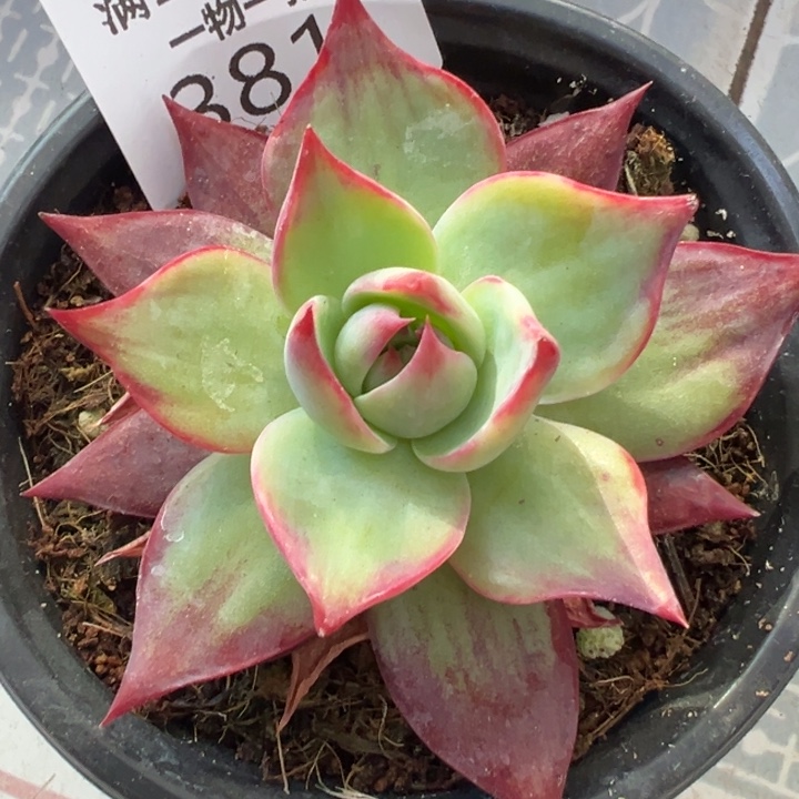 多肉植物多肉植物的