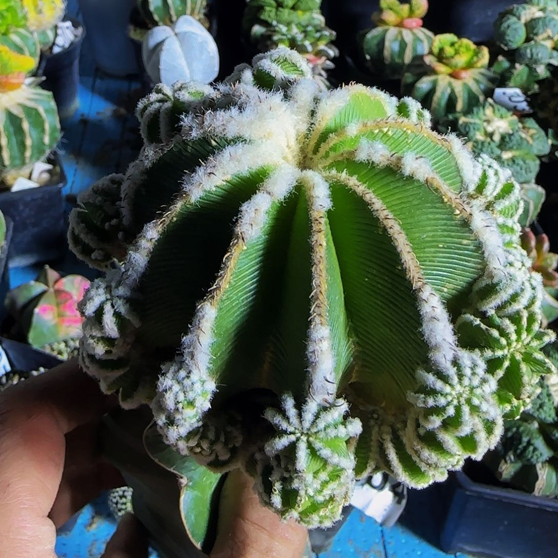 辛顿花龙307仙人球开花