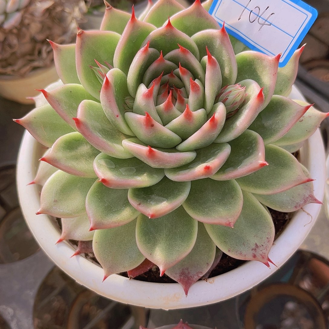 12公分托斯卡9999899999的99999