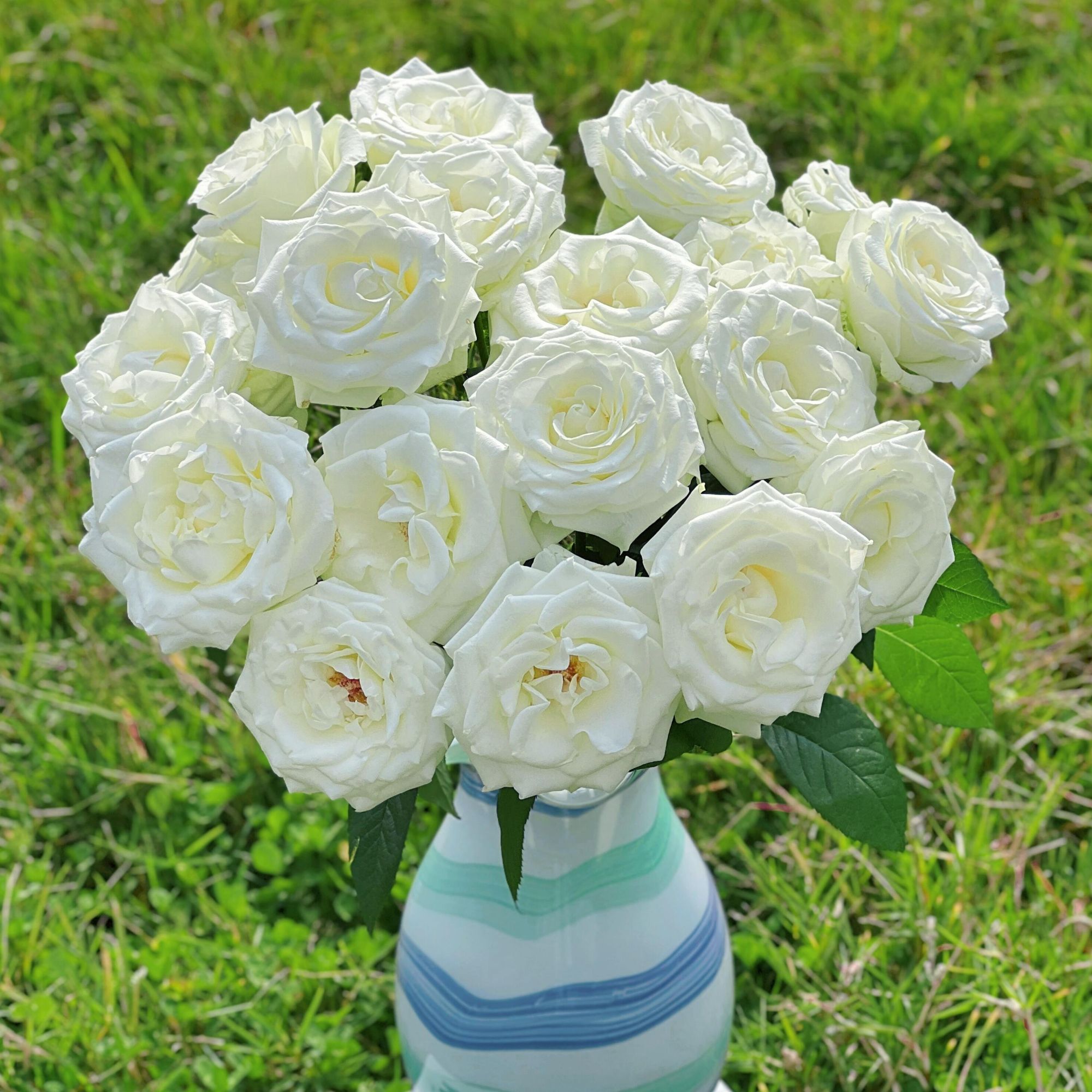 顺丰次日达【 10支 精选 白骄傲玫瑰】高贵纯洁象征 今日下单明日到达 （两单顺丰包邮）